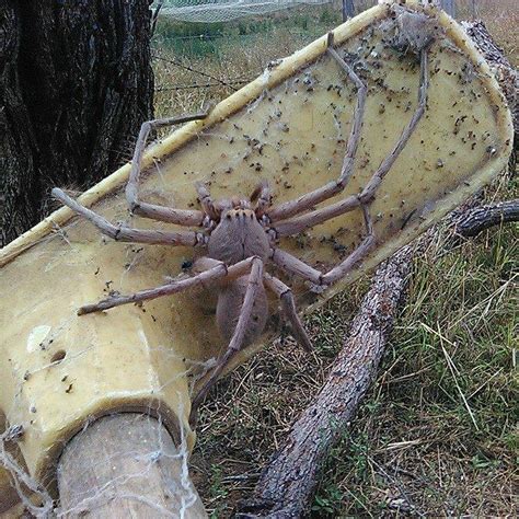 largest spider ever to exist